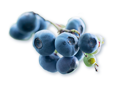 ブルーベリーイメージ