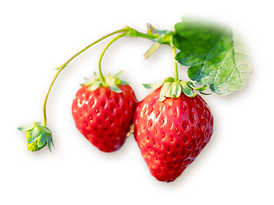 いちごイメージ